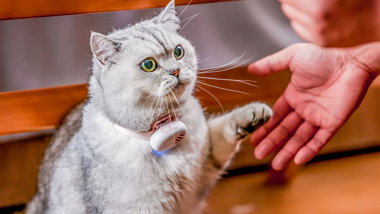 Le boîtier PettiChat clipsé sur le collier d'un chien, micro et capteurs visibles