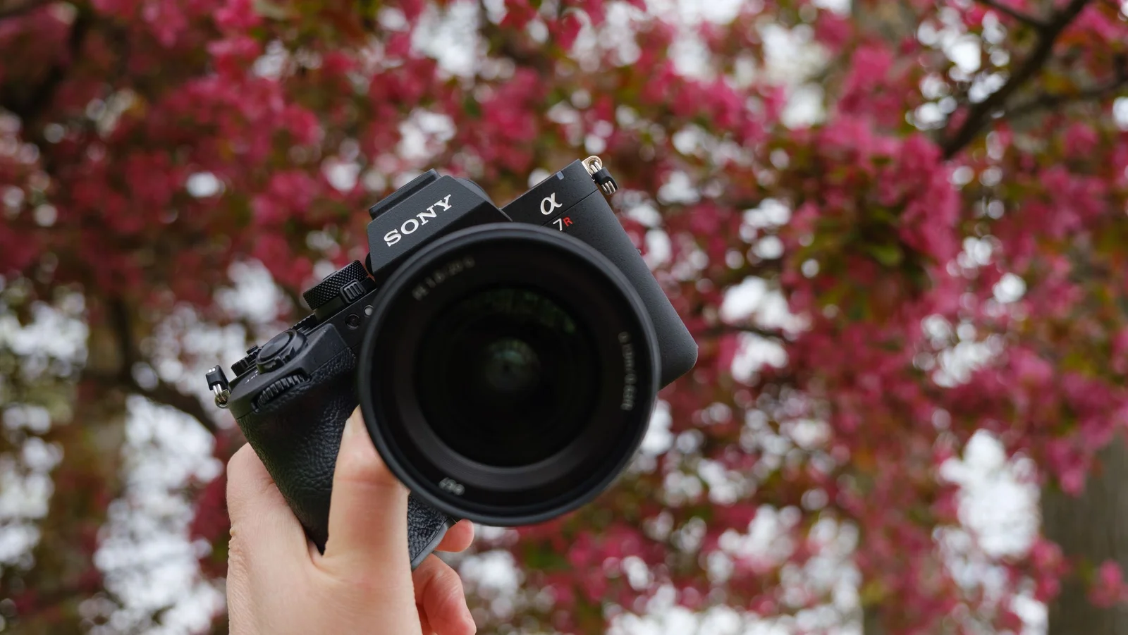 Le Sony A7R VI tenu à la main devant un arbre en fleurs roses