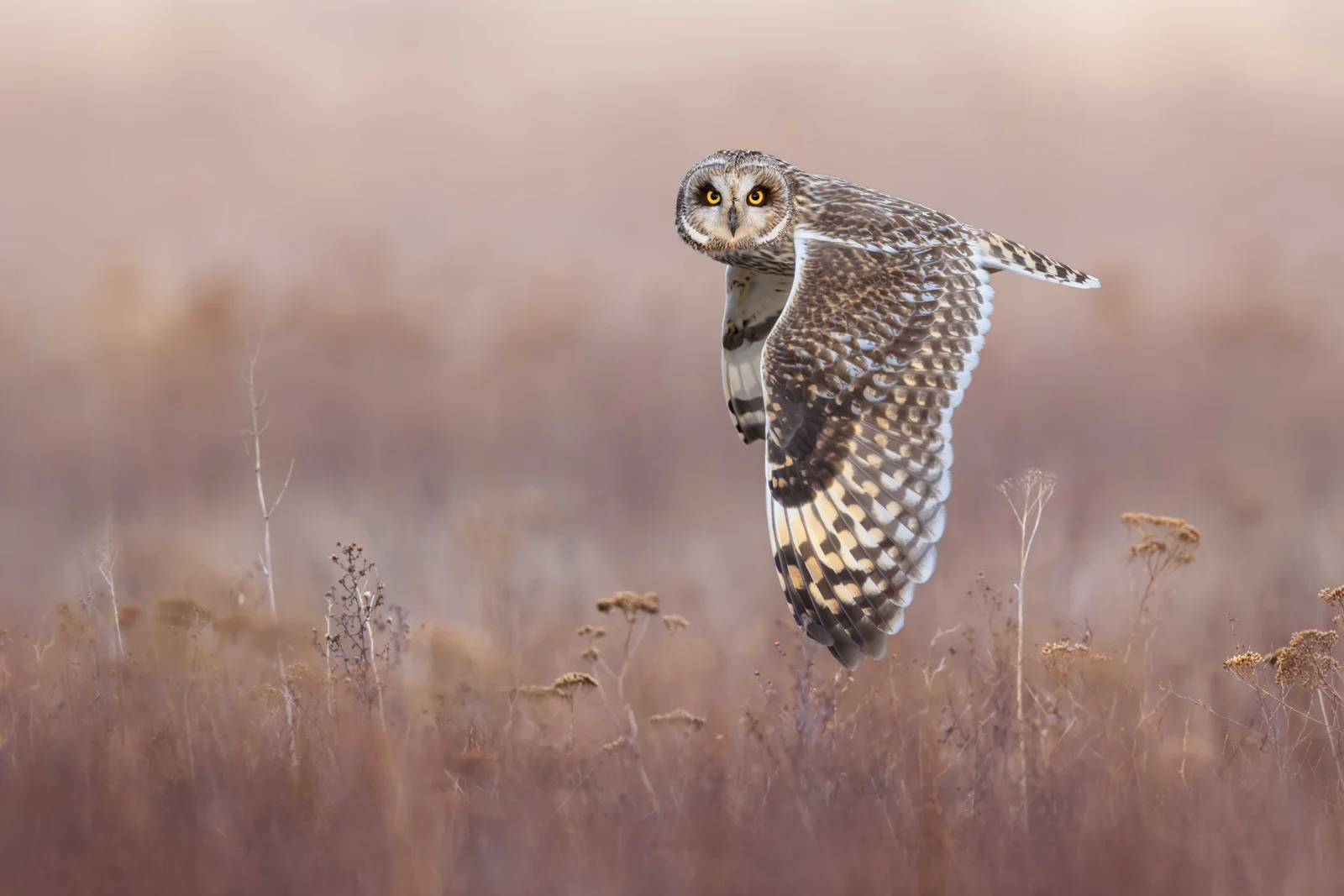 Un hibou des marais en vol regarde l'objectif au-dessus des marais salés du delta du Fraser, photo d'Ivan Sjögren