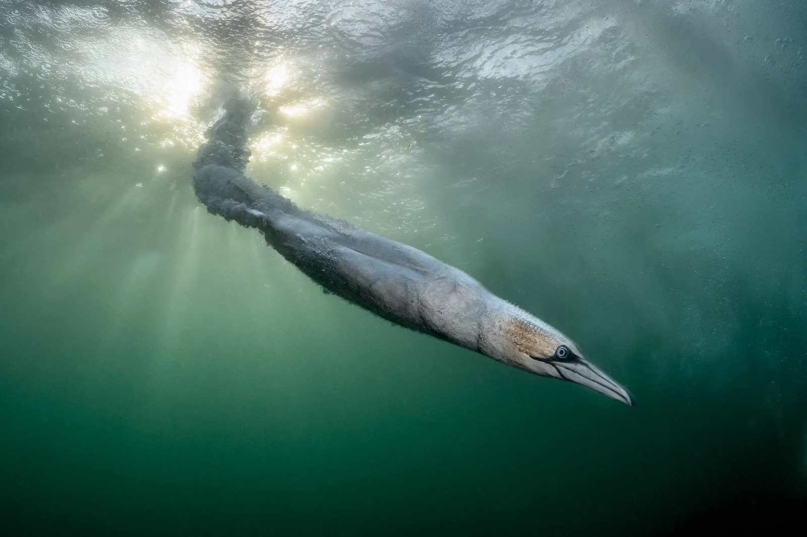 Bird Photographer of the Year 2026 : un fou de Bassan en pleine plongée remporte le titre